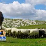 Çoban ve Hayvan Bakıcıları İçin Çalışma İzni Başvuru Süreçleri