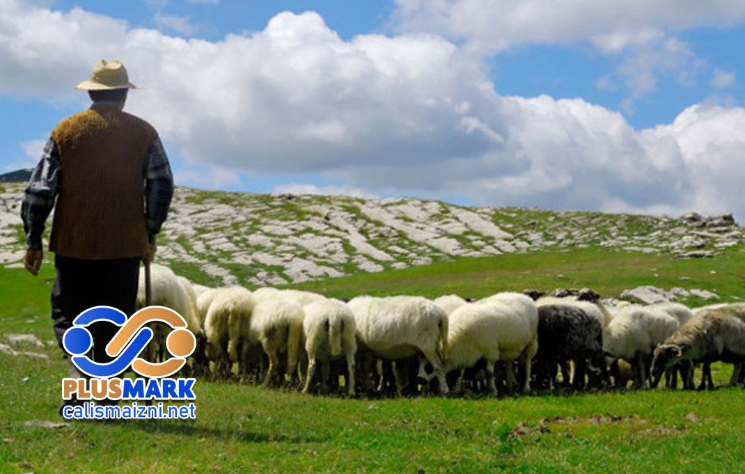 Çoban ve Hayvan Bakıcıları İçin Çalışma İzni Başvuru Süreçleri