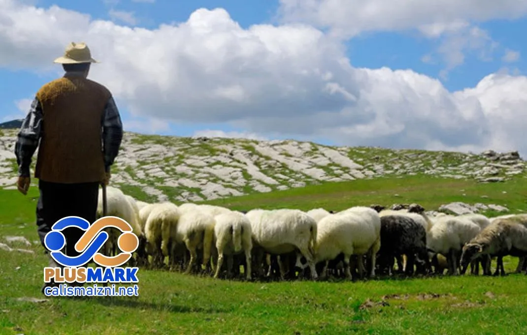 Çoban ve Hayvan Bakıcıları İçin Çalışma İzni Başvuru Süreçleri